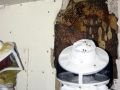 6-Honey Bee hive to Ceiling